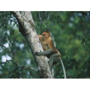  A Well Muscled Male Proboscis Monkey Climbs a Tree 