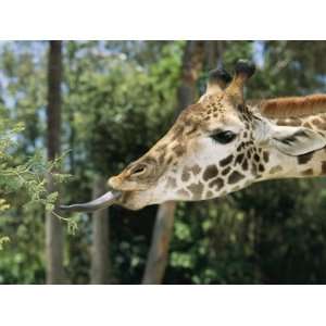  A Captive Masai Giraffe Uses its Long Tongue to Reach a 