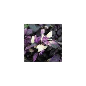  Ornamental Pepper Purple Flash Seeds Patio, Lawn & Garden