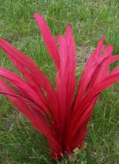 20 RED ROOSTER FEATHERS (COQUE TAILS) FEATHERS  