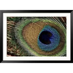  Close up of Peacock Feather Art Styles Framed Photographic 