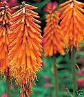   HARDY PERENNIAL 1 PKT x 30 SEEDS items in Choice Plants 