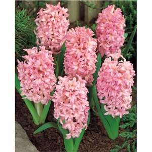  Hyacinths, Anne Marie (7 bulbs) Patio, Lawn & Garden