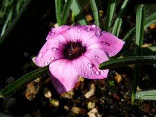 Romulea Tetragona   South African Bulb   5 Seeds  