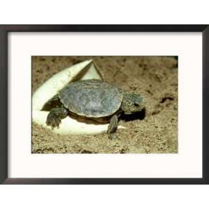  Red Eared Slider Turtle, Hatching, USA Framed Photographic 