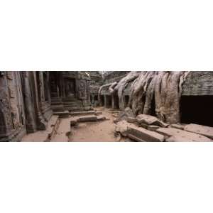  Overgrown Tree Roots on Ruins of a Temple, Ta Prohm Temple 