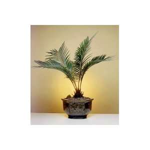 9GreenBox  Sago Palm Bonsai Tree   Exotic Cycas Revoluta  
