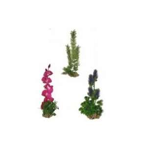   Seascapes   Coral Lifeassic seascapes 3 peice arrangement medium Pet