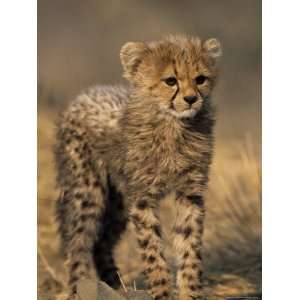  Cheetah, (Acinonyx Jubatus), Duesternbrook Private Game 