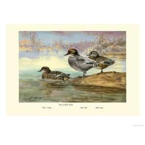  Falcated Teal Ducks Animals Giclee Poster Print by Allan 