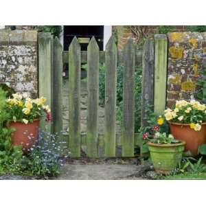  Farmhouse Gate with Terracotta Pots of Viola and Primula 