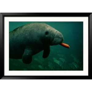  A West Indian Manatee Eats a Carrot Collections Framed 